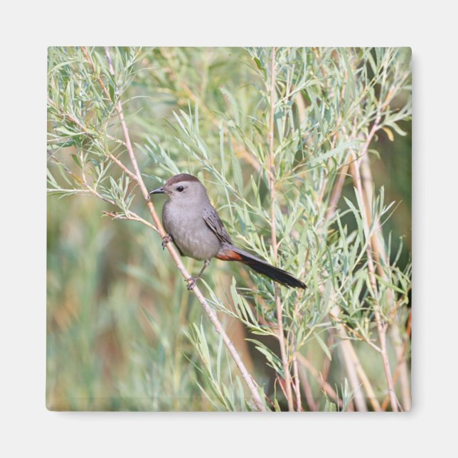Grey Catbird Magnet (Front)