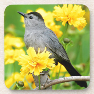 Grey Catbird on wooden fence Coaster