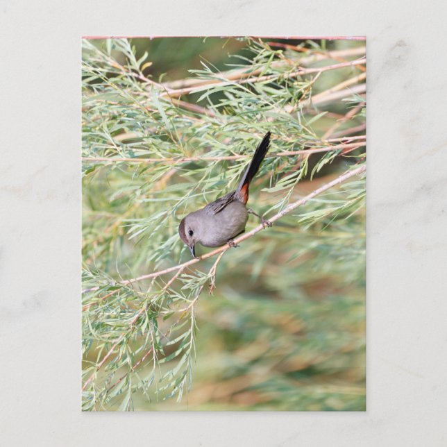 Grey Catbird  Postcard (Front)