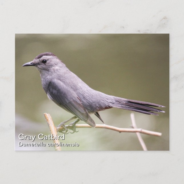 Grey Catbird Postcard (Front)