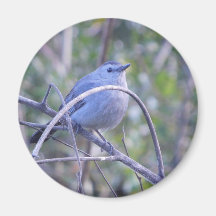 Grey Catbird Safety Harbour Bird Lovers