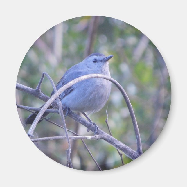 Grey Catbird Safety Harbour Bird Lovers  Magnet (Front)