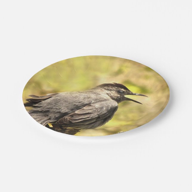 Grey Catbird Singing His Song Paper Plate (Angled)
