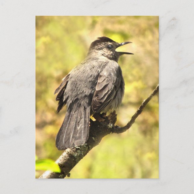 Grey Catbird Sings His Song Postcard (Front)