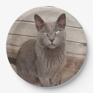 Grey Cats Paper Plate