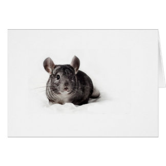 Grey Chinchilla Cute in Blanket