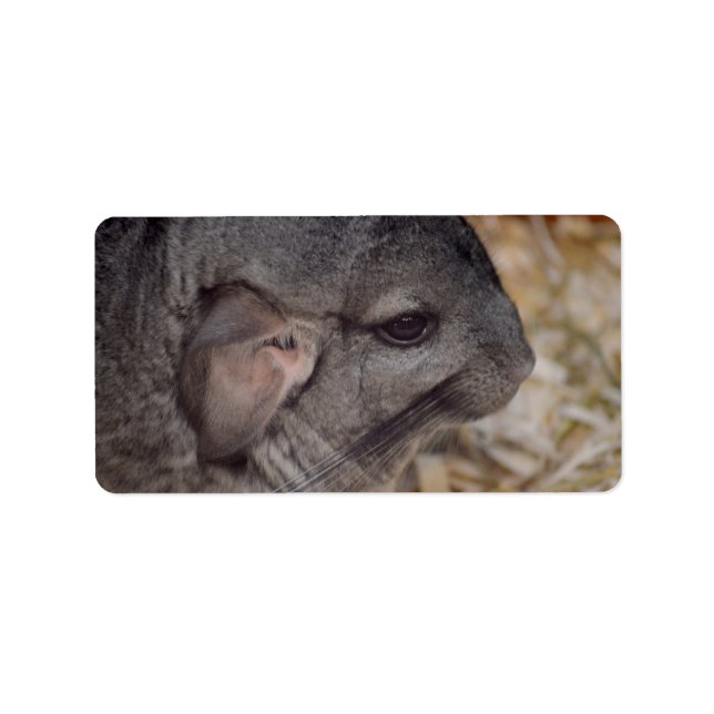 grey chinchilla side head view animal label (Front)
