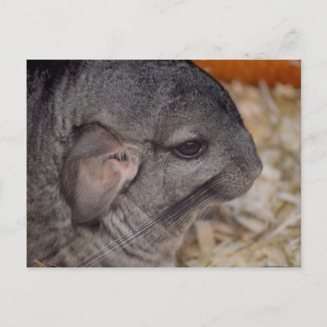 grey chinchilla side head view animal postcard (Front)