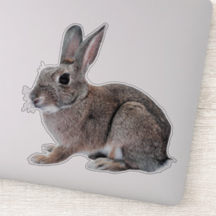 Grey Cottontail Rabbit Pet Bunny 