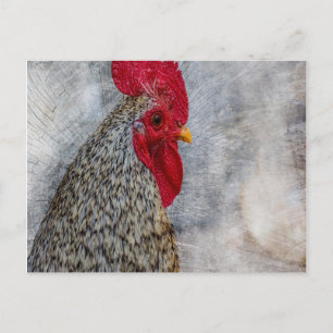 Grey Country Rooster Postcard