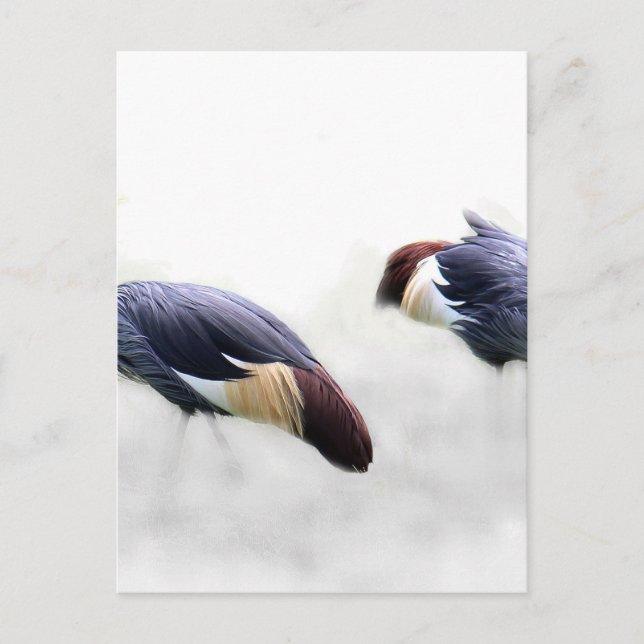 grey crowned crane bird wings feathers postcard (Front)