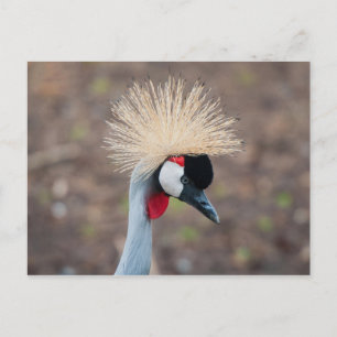 Grey Crowned Crane Postcard