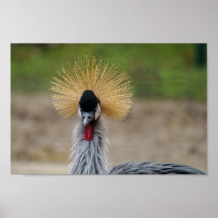 Grey crowned crane poster