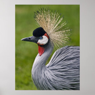 Grey Crowned Crane Print