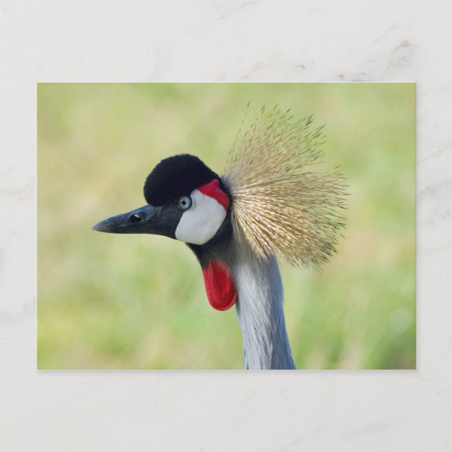 Grey Crowned Crane Profile Postcard (Front)
