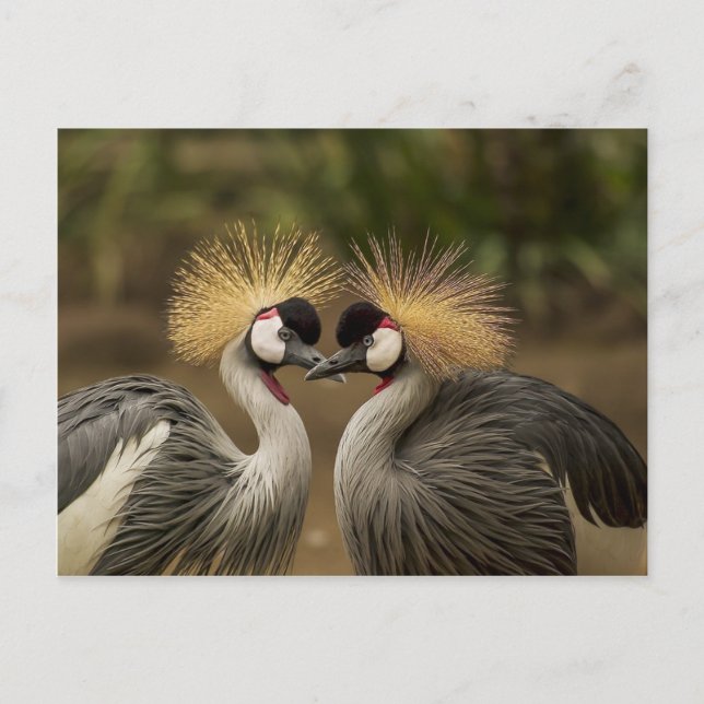 Grey Crowned Cranes Postcard (Front)