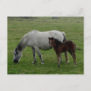Grey Dartmoor Pony Mare  And Foal Postcard