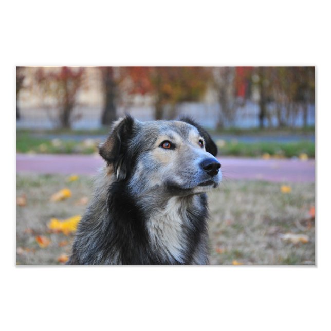 Grey dog photo print (Front)
