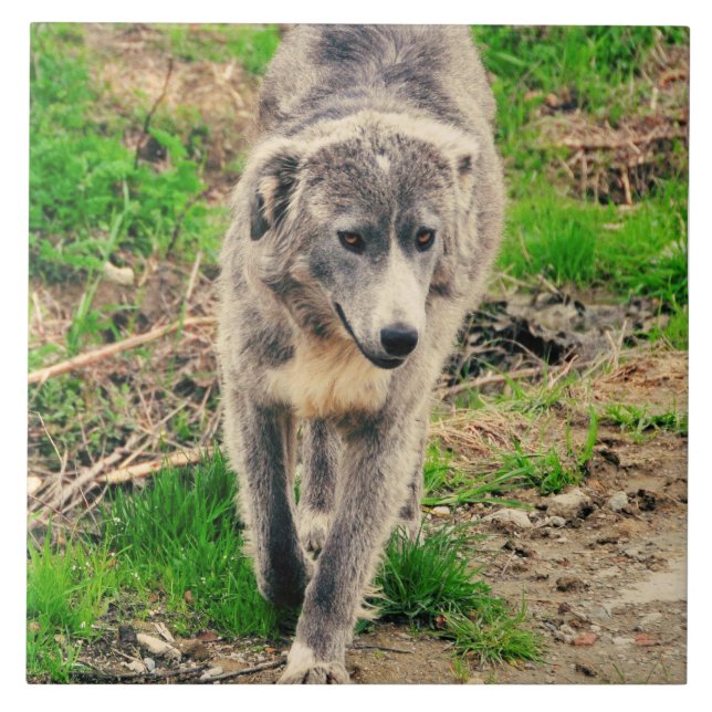 Grey dog tile (Front)
