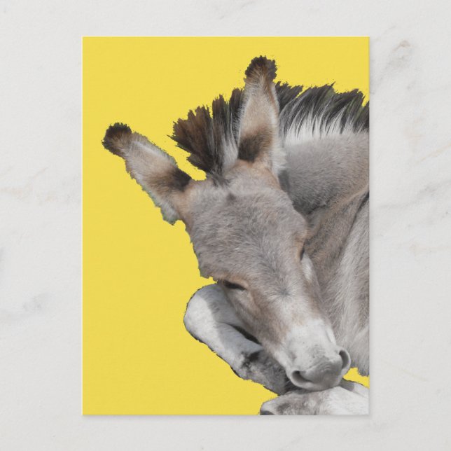 Grey Donkey Foal Postcard (Front)