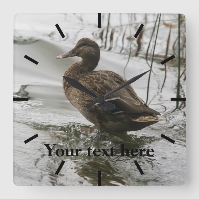 Grey duck on dark the lake square wall clock (Front)