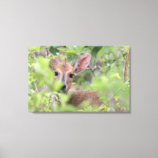 Grey Duiker (Sylvicapra grimmia) hiding in Canvas Print