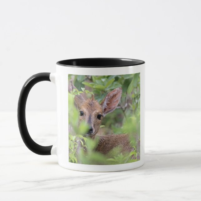 Grey Duiker (Sylvicapra grimmia) hiding in Mug (Left)