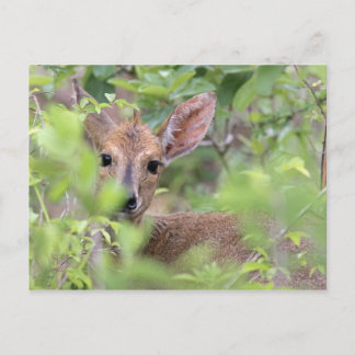 Grey Duiker (Sylvicapra grimmia) hiding in Postcard