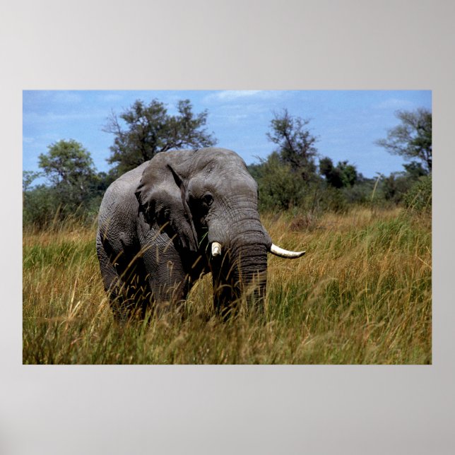 Grey Elephant Grasslands Poster (Front)