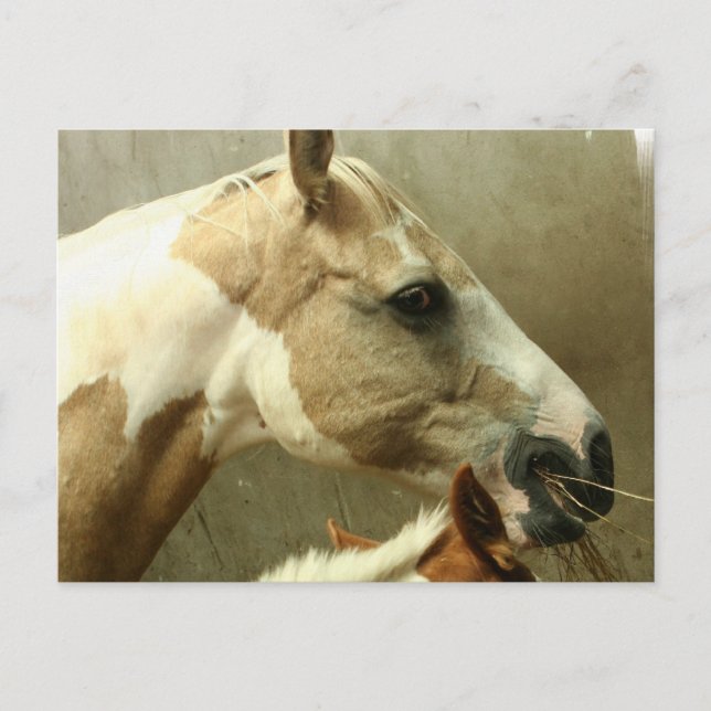 Grey Eventing Horse Postcard (Front)