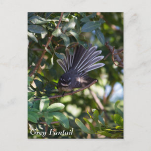 Grey Fantail Postcard