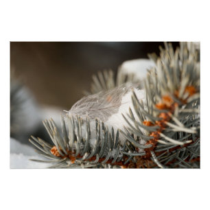 Grey Feather In Winter Evergreen Branch Poster