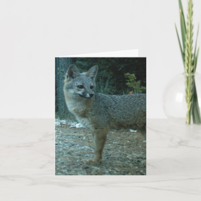 GREY FOX BLANK NOTE CARD (Front)