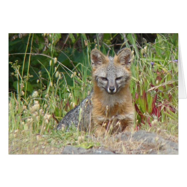 Grey Fox Card (Front Horizontal)