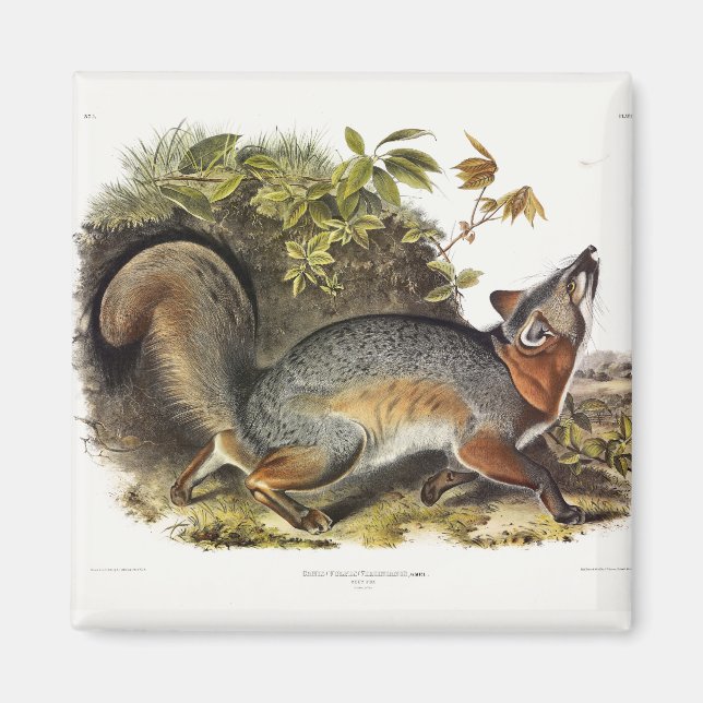 Grey Fox / Grey Fox Audubon's American Quadrupeds Magnet (Front)