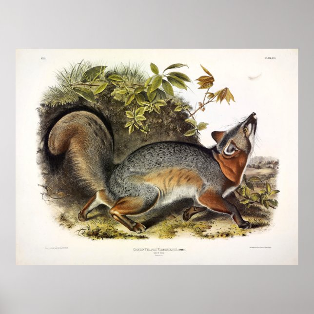 Grey Fox / Grey Fox Audubon's American Quadrupeds Poster (Front)