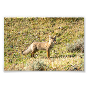 Grey Fox Photo Print