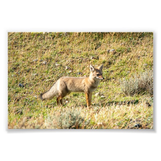 Grey Fox Photo Print (Front)