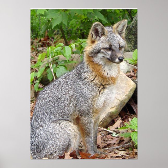 Grey Fox Posing Poster (Front)