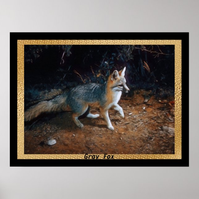 Grey Fox Ready Poster (Front)