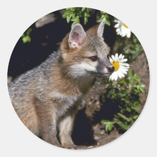 Grey Fox-young kit Classic Round Sticker