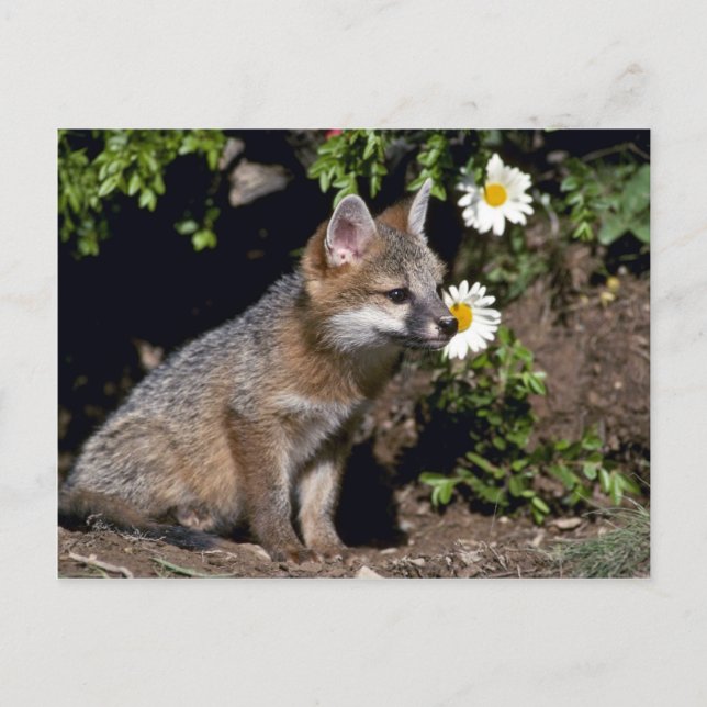Grey Fox-young kit Postcard (Front)