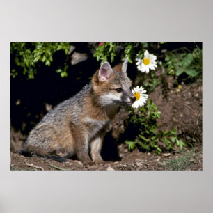 Grey Fox-young kit Poster