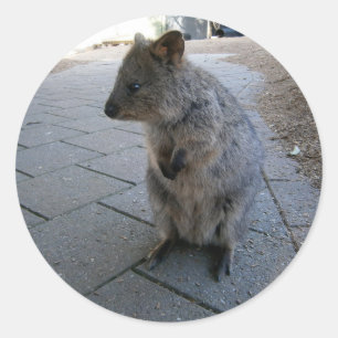 Grey Furry Australian Quokka, Classic Round Sticker