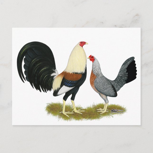 Grey Game Fowl Pair Postcard (Front)