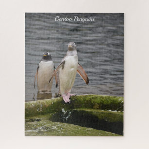 Grey Gentoo Penguin Edinburgh Zoo Scotland Jigsaw Puzzle