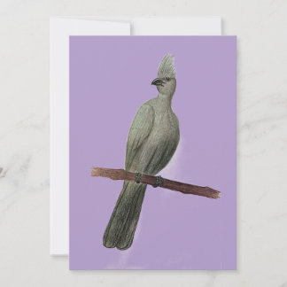 Grey-go-away bird pencil drawing holiday card