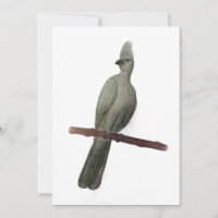 Grey-go-away bird pencil drawing