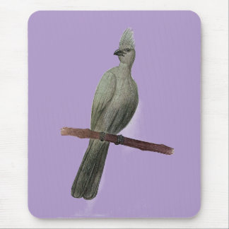 Grey-go-away bird pencil drawing mouse pad