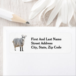 Grey Goat Farm Animal, Cute Nature Photography